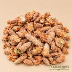 Почки Сосны