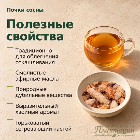 Почки Сосны — Полезные свойства