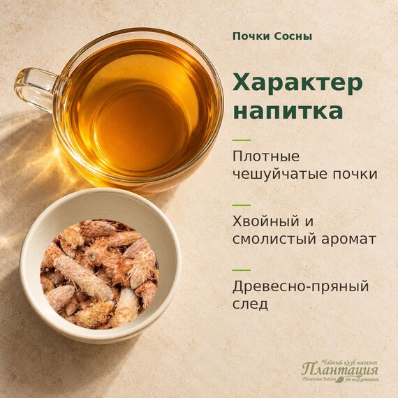 Почки Сосны — Характер напитка