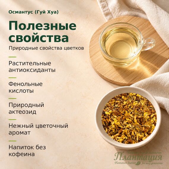 Османтус (Гуй Хуа) — Полезные свойства