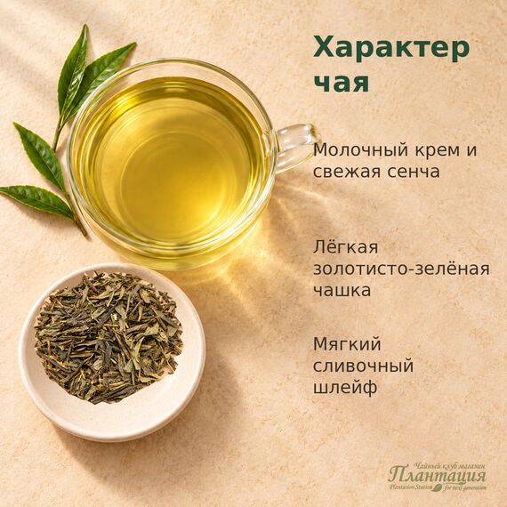 Сенча Молочная, зеленый чай — Особенности чая