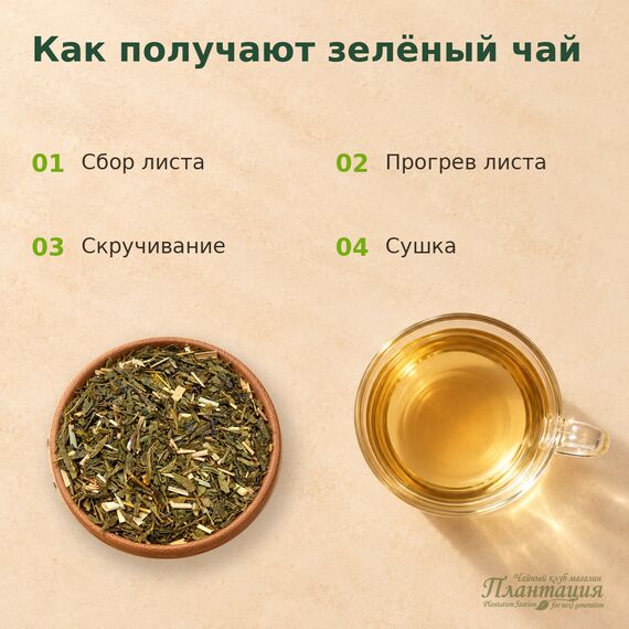 Женьшеневый, зеленый чай — Технология производства