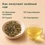 Сенча Молочная, зеленый чай — Технология производства